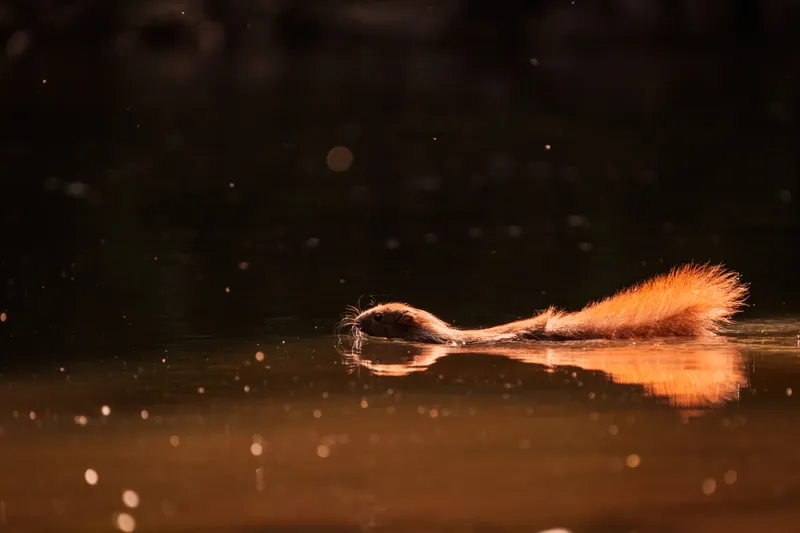 A red squirrel swimming across a river, its tail trailing on dark water