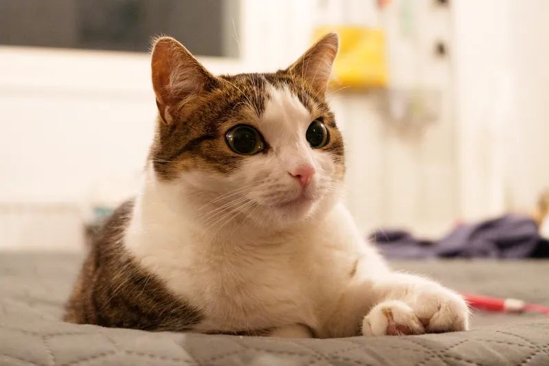 A tabby-and-white cat lying on a bed, looking up