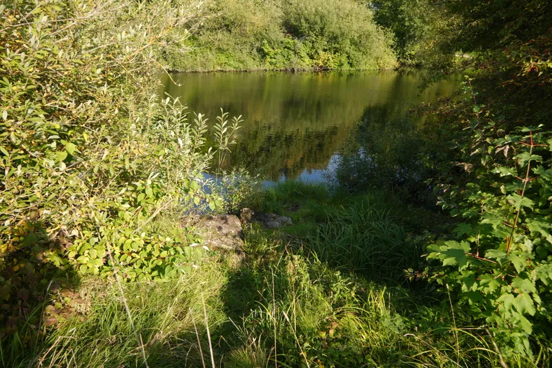 A pond surrounded by trees and long grass in Kaunas